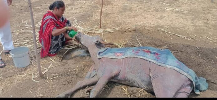 Img-Cowshed fire in Shivpur: Farmer Sumitra Telange desperately watering a buffalo burnt in the fire शिवपूरमध्ये गोठ्याला आग: आगीत होरपळलेल्या म्हशीला हताश होऊन पाणी पाजताना शेतकरी महिला सुमित्रा तेलंगे